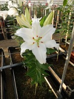 [4426 PO25 Fortesa No01.JPG]